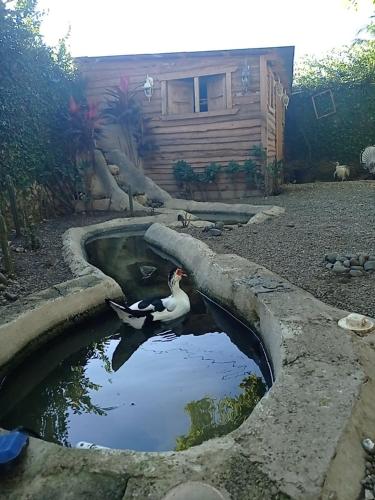 a duck swimming in a pond in front of a house at Paraiso Hortensia Ecolodge in Santiago de los Caballeros