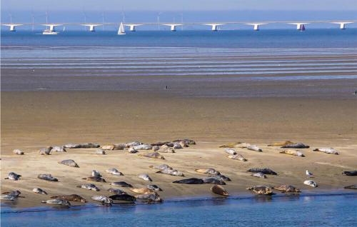 a group of seals on a beach with a bridge in the background at Stunning Home In Sint-Annaland in Sint Annaland