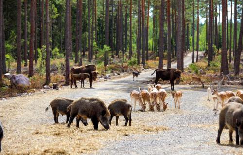 a herd of animals standing on a road at Gorgeous Home In Kosta With Wifi in Kosta