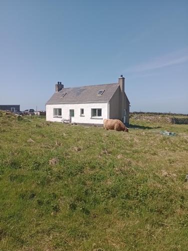 a cow laying in a field in front of a house at Heb Way bed and breakfast in North Dell