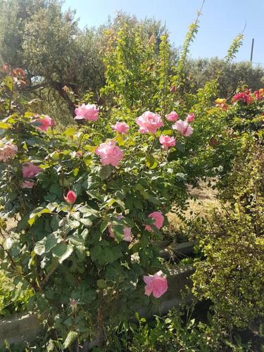 a bush of pink roses in a garden at Amalthia in Sitia