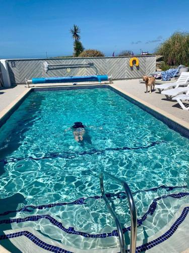a dog is standing in a swimming pool at The Old Dairy, Land's End, Sennen in Sennen