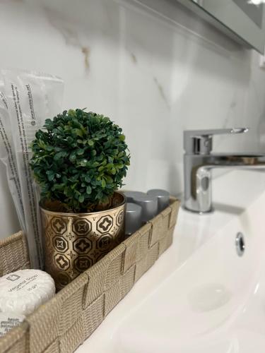a potted plant sitting on a bathroom sink at Casa Mignon in Oradea