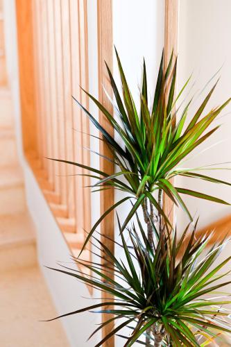 a potted plant sitting next to a window at Eumorphia Studios & Apartments in Skiathos Town
