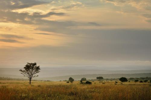 a lone tree in the middle of a field at Makweti Safari Lodge in Welgevonden Game Reserve