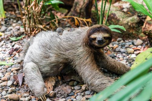 a baby sloth walking on the rocks at Eclypse de Mar Acqua Lodge in Bastimentos