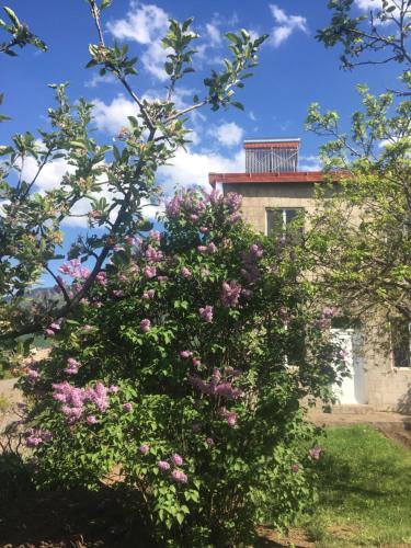 a tree with pink flowers in front of a building at Bed and Breakfast John and Lena in Tatʼev