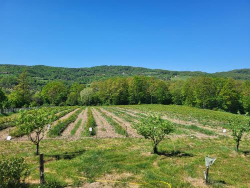 an agricultural field with trees in the middle at Venera in Kosjerić