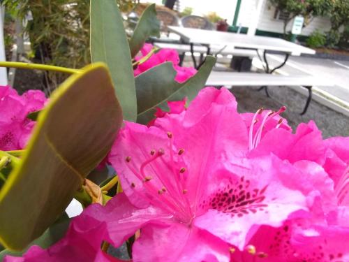 a pink flower in front of a picnic table at The Orca Inn in Friday Harbor