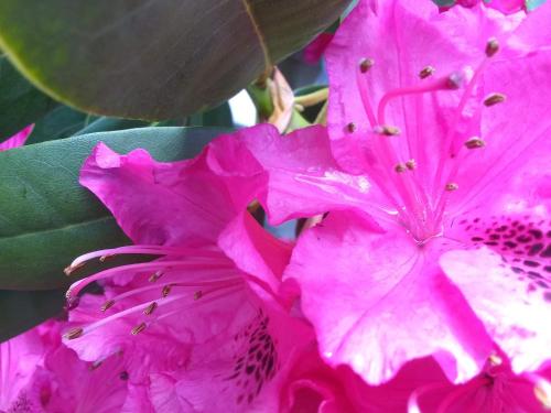 a close up of a pink flower on a plant at The Orca Inn in Friday Harbor