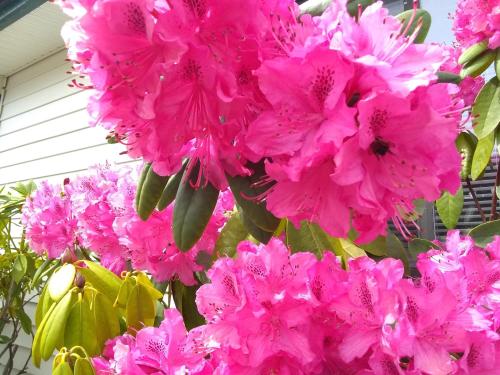 a bunch of pink flowers in front of a house at The Orca Inn in Friday Harbor