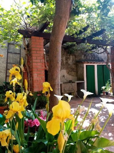 a garden with yellow flowers in front of a building at Nossa Casa na Aldeia in Viseu