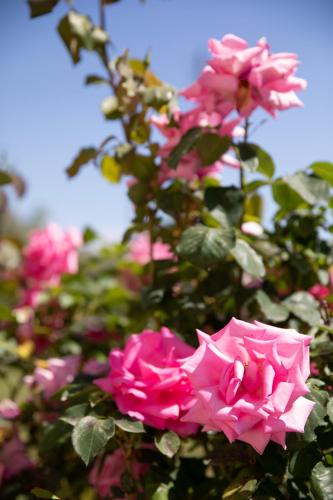 a group of pink roses in a garden at Alexandros Luxury Apartments Nydri in Nydri