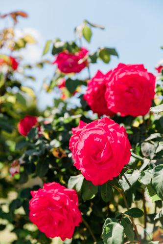 a group of red roses in a garden at Alexandros Luxury Apartments Nydri in Nydri