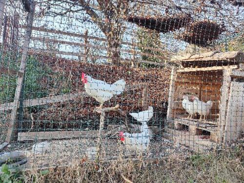 Tiere in diesem Bauernhof oder in der Nähe