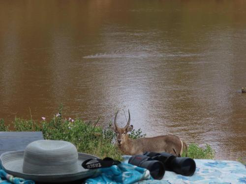 a deer standing in the water next to a river at Hennie's Rest in Malelane
