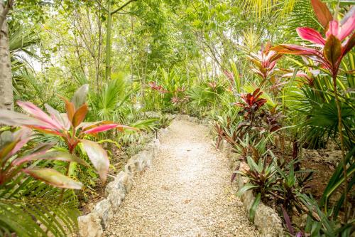 a path through a garden with many plants at ALDEA JO-YAH in Tulum