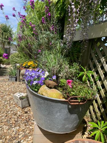a large metal bucket filled with flowers and plants at Stargazy Garden in Hayle