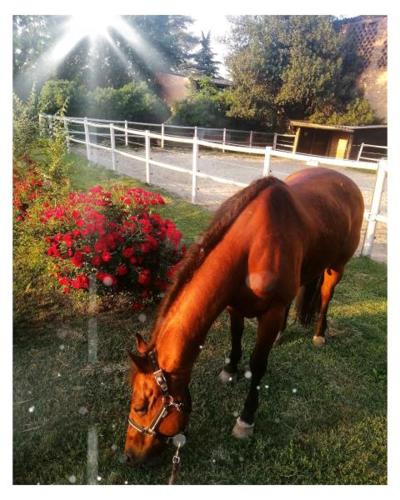 Άλλα ζώα σε αυτό το bed & breakfast ή στη γύρω περιοχή