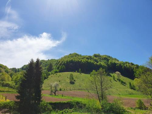a green grassy hill with trees on it at PLANINSKO JUTRO - Brzeće Centar Apartments, Kopaonik in Brzeće