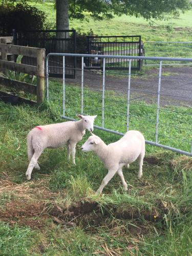 Animales en the country house o alrededores