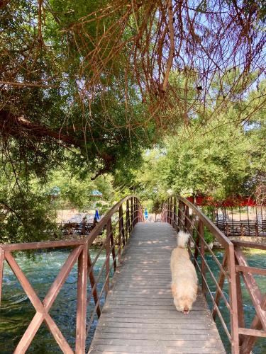 a white dog walking across a wooden bridge at Karden Otel in Antalya