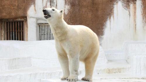 a polar bear standing on the steps of a building at Toyoko Inn Osaka Abeno Tennoji in Osaka