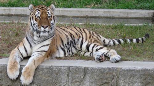 a tiger laying on the ground in the grass at Toyoko Inn Osaka Abeno Tennoji in Osaka