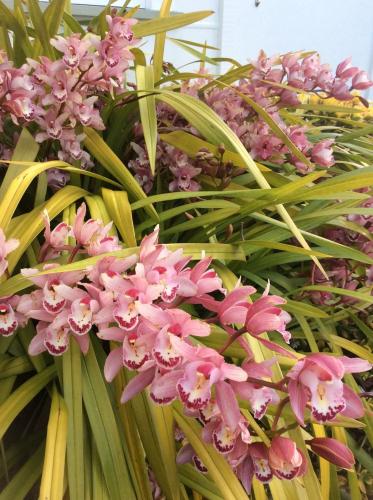 a bunch of pink flowers with green leaves at Arcadia Lodge Russell in Russell
