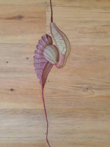 a pink flower on top of a wooden floor at Bungalows Baobab in San Isidro