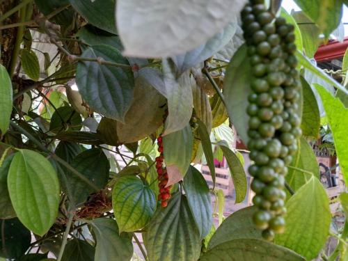 a bunch of green grapes hanging from a tree at Bungalows Baobab in San Isidro