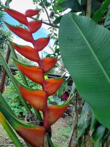 a plant with red flowers and a large green leaf at Bungalows Baobab in San Isidro