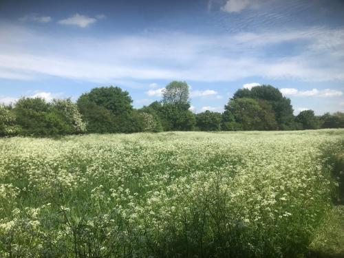a field of white flowers in a field with trees at Waldegrave farm in Hartest