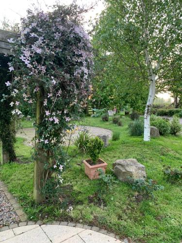 a garden with a tree with purple flowers on it at Windyridge in Aghagallon