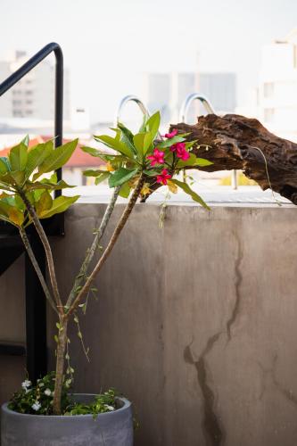 two plants in a pot on a wall at ARENA BY SERENDIA Aparthotel in Kirillapone