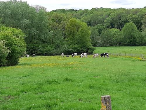 una manada de vacas pastando en un campo verde en Cabane d'Augustin, en Saint-Augustin