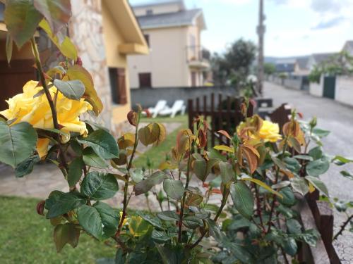 a group of yellow roses growing in a yard at Casa Icaro in Barreiros