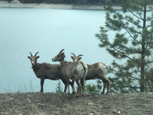 a group of animals standing next to a lake at Good Medicine Lodge in Whitefish