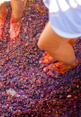a person standing on a pile of grapes at Arcana Santorini Villas, An Authentic Cycladic Experience in Akrotiri