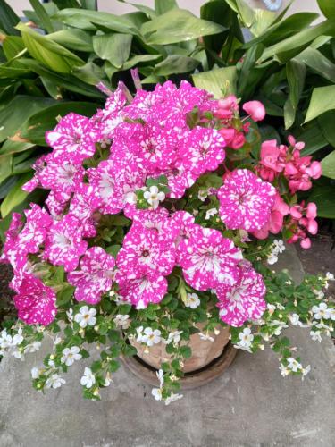 a bouquet of pink flowers in a basket at Apartment Punta in Pula