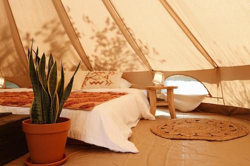 a room with two beds and a plant in a tent at Bell Tent Parc Bûten Jubbega in Jubbega-Schurega