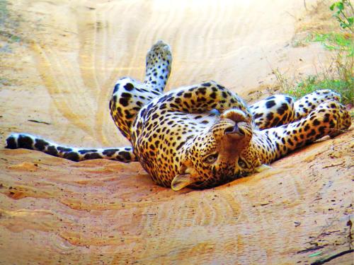 a leopard laying on the ground in the dirt at Mahoora Wilpattu - by Eco Team in Wilpattu