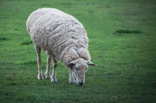 a sheep grazing in a field of green grass at Country Retreats on Ranzau 2 in Nelson