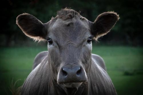 a close up of a cow standing in a field at Country Retreats on Ranzau 3 in Nelson