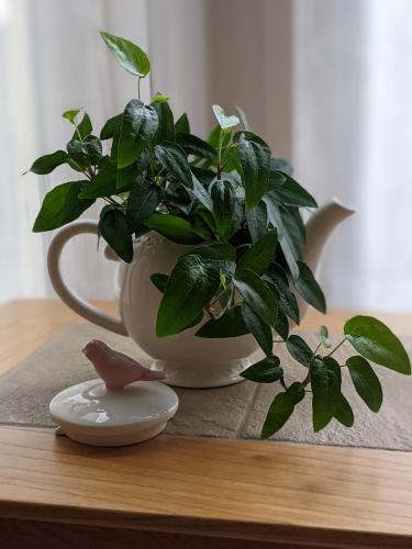 a plant in a tea cup on a table at Abingdon House in Torquay