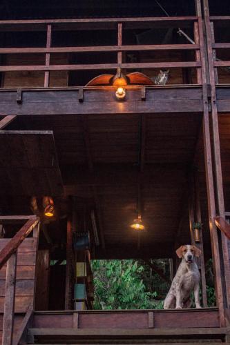 Haiwan peliharaan atau haiwan-haiwan peliharaan yang menginap dengan tetamu di The Pelican House Hostel