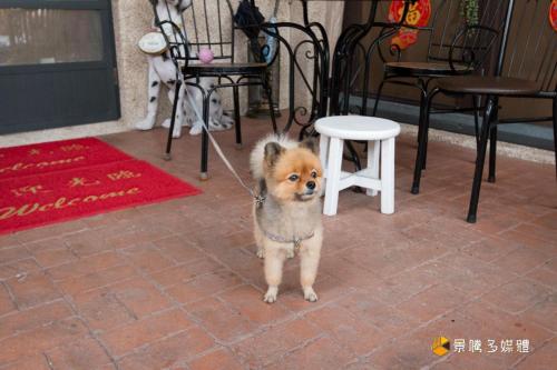 a small dog on a leash standing next to a stool at 幸福來了-近花蓮火車站 寵物友善 電梯民宿 in Hualien City
