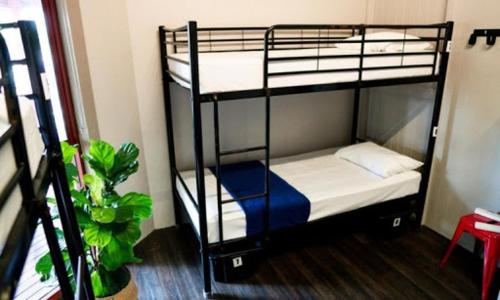 a room with two bunk beds and a plant at The Jack Backpackers in Cairns