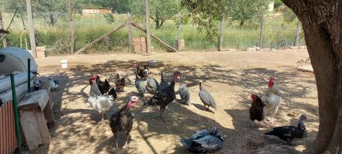 a group of chickens standing in the dirt at Villa Klinai in Cerveteri