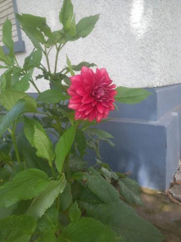 a pink flower on a plant in front of a building at Bruton resorts in Kodaikānāl